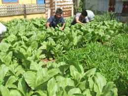 Vườn xanh nơi “quần đảo bão tố”