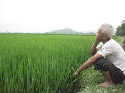 Nông dân chờ chính sách...