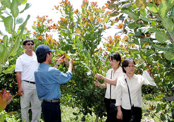 Chiến lược phát triển ngành điều đến năm 2020: Giữ vững vị trí xuất khẩu số 1 