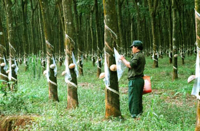 Việt Nam có thể trở thành nước xuất khẩu cao su đứng đầu thế giới