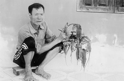 “Vua” diệt chuột!