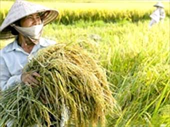 Để ưu đãi thật sự đến được với nông dân