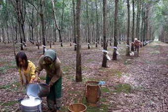 Hỗ trợ tín dụng cho dự án cao su đầu tư tại nước ngoài