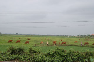 Phục hồi quỹ đất trồng lúa