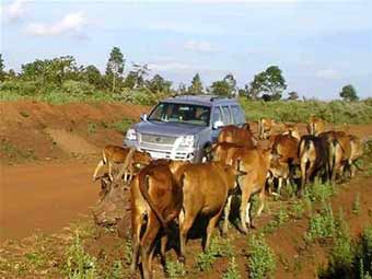Cử nhân chăn bò trên đất Tây Nguyên