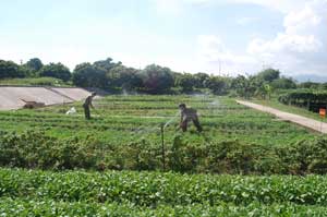 “Nóng” trên bàn giấy lẫn bàn ăn!