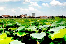 Xin giữ hương sen Tây Hồ