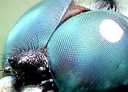 Công nghệ quang học mới trên cơ sở của mắt côn trùng ra đời