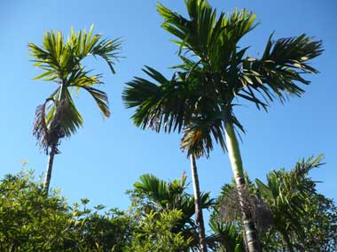 Thoang thoảng hương cau