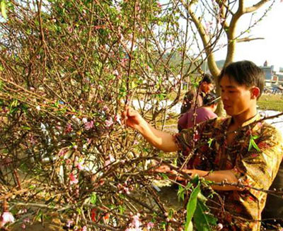 Lên non “săn” đào rừng