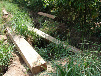 Ngang nhiên phá rừng