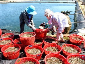Giá tôm nguyên liệu cao, lợi hay hại?