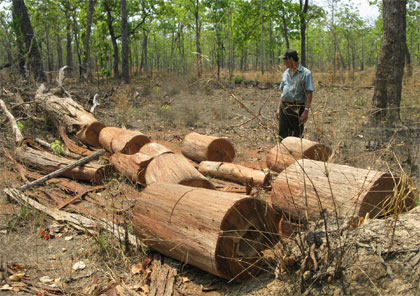 Rừng Yók Đôn bị tàn sát