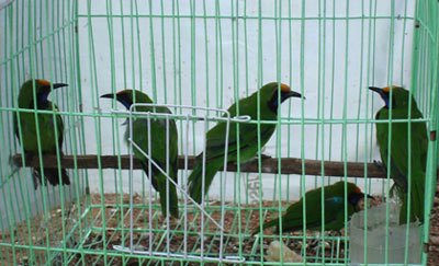 Chim rừng khóc giữa lòng phố núi