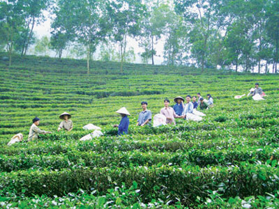 Giá chè xuất khẩu của Việt Nam tăng lên mức kỷ lục