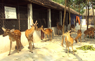 Vườn thú ở “Binh đoàn thép”