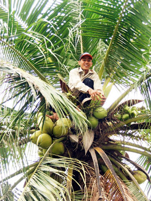 Nhọc nhằn nghề leo dừa