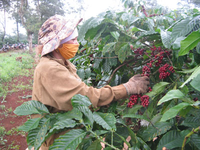 Trong hương cà phê vấn vít