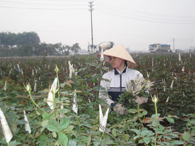 Làng hoa Tây Tựu chuẩn bị đón Xuân