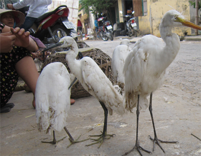 Tiếng cò “khóc” trên đất Lưu Xá