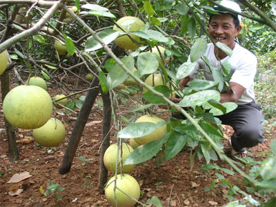 Lão nông với giống bưởi quý Lã Thiên Hương