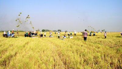 Yếu tố sống còn bảo đảm an ninh lương thực