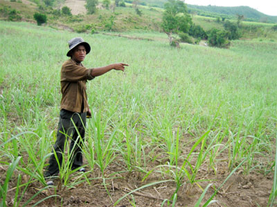 Cần hơn 1.200 tỷ đồng xây dựng vùng nguyên liệu mía