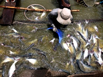 Năm 2011, khu vực ĐBSCL trúng mùa thủy sản nuôi