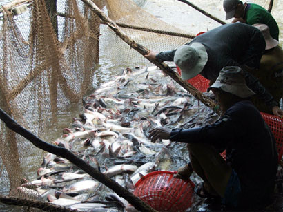 Những mảng màu sáng, tối