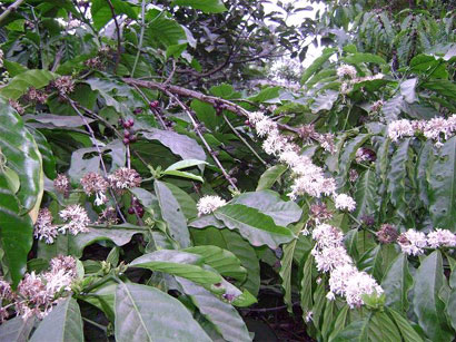 Cà phê bung hoa sớm… nỗi lo của nông dân