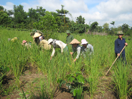 Hồi sinh trên quê hương Đường 9 (Kỳ 2)