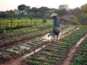 Từ 15-5, miễn giảm thuế sử dụng đất nông nghiệp