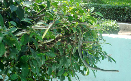 “Bảo mẫu” của rắn độc