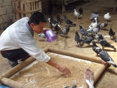 Chim bồ câu lai Pháp…cứu... “Dũng nghiện”