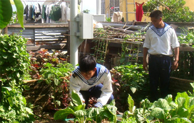 Trồng rau ở đảo chìm