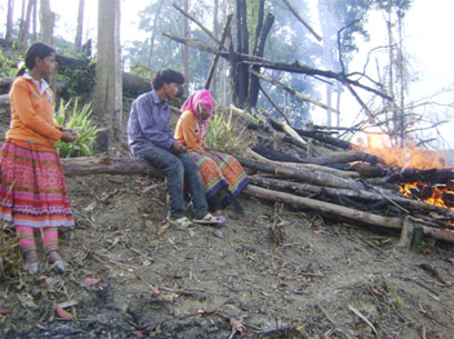 Sắn lấn rừng (!)