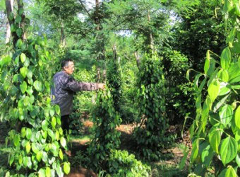 Giá hồ tiêu “đua” giá vàng