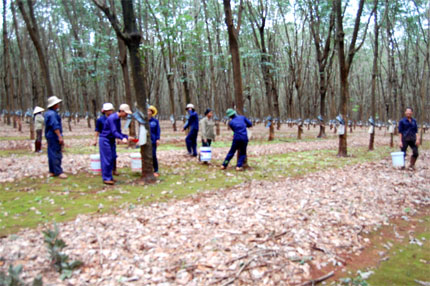 Mùa cao su trong mưa