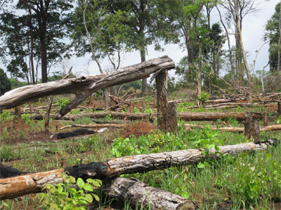 Tan hoang rừng phòng hộ hồ Ea Súp Thượng