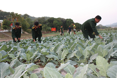 Ra đảo ngắm rau xanh chất lượng cao