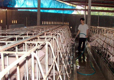 Khó khăn bủa vây người chăn nuôi