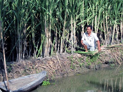 Ngọt ngào trên vùng đất phèn