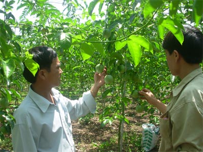 Cẩn trọng tránh “Tiền mất, tật mang”