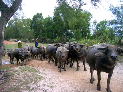 Khi nông dân thả trâu “phiên”