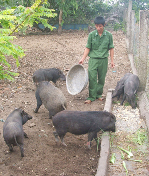 Bộ đội biển nuôi heo rừng