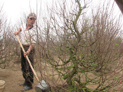 Những người mang mùa xuân đến mọi nhà