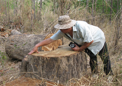 Lâm tặc “khai tử” gỗ quý trong tiểu khu 434