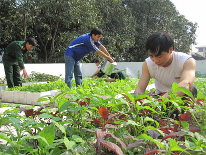 “Vườn rau Trường Sa” trên mái nhà