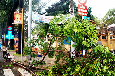 Nguy cơ cây xanh gãy đổ