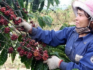 Sản lượng càphê Việt sẽ đạt kỷ lục 1,32 triệu tấn